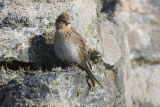 Twite 